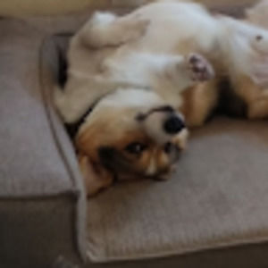 Meet your Posher, Josiah